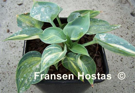 Hosta Dorset Blue Streaked